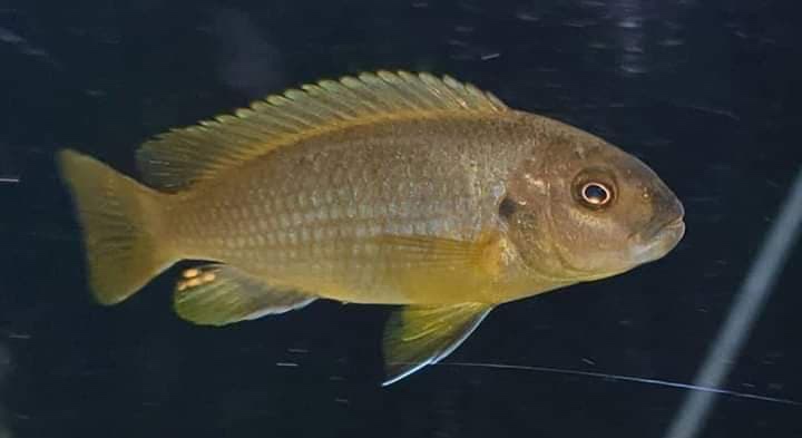 Pseudotropheus sp. 'polit' Lion's Cove